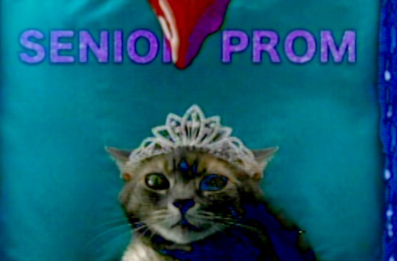She’s Allergic to Cats ~ Review