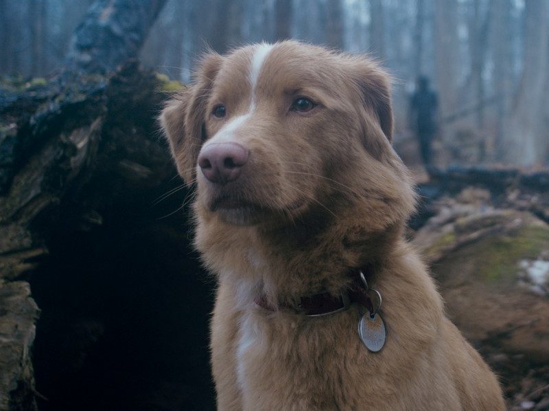 Good Boy – Indy in woods